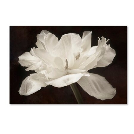 Trademark Fine Art Cora Niele 'White Tulip I' Canvas Art, 16x24 ALI1799-C1624GG